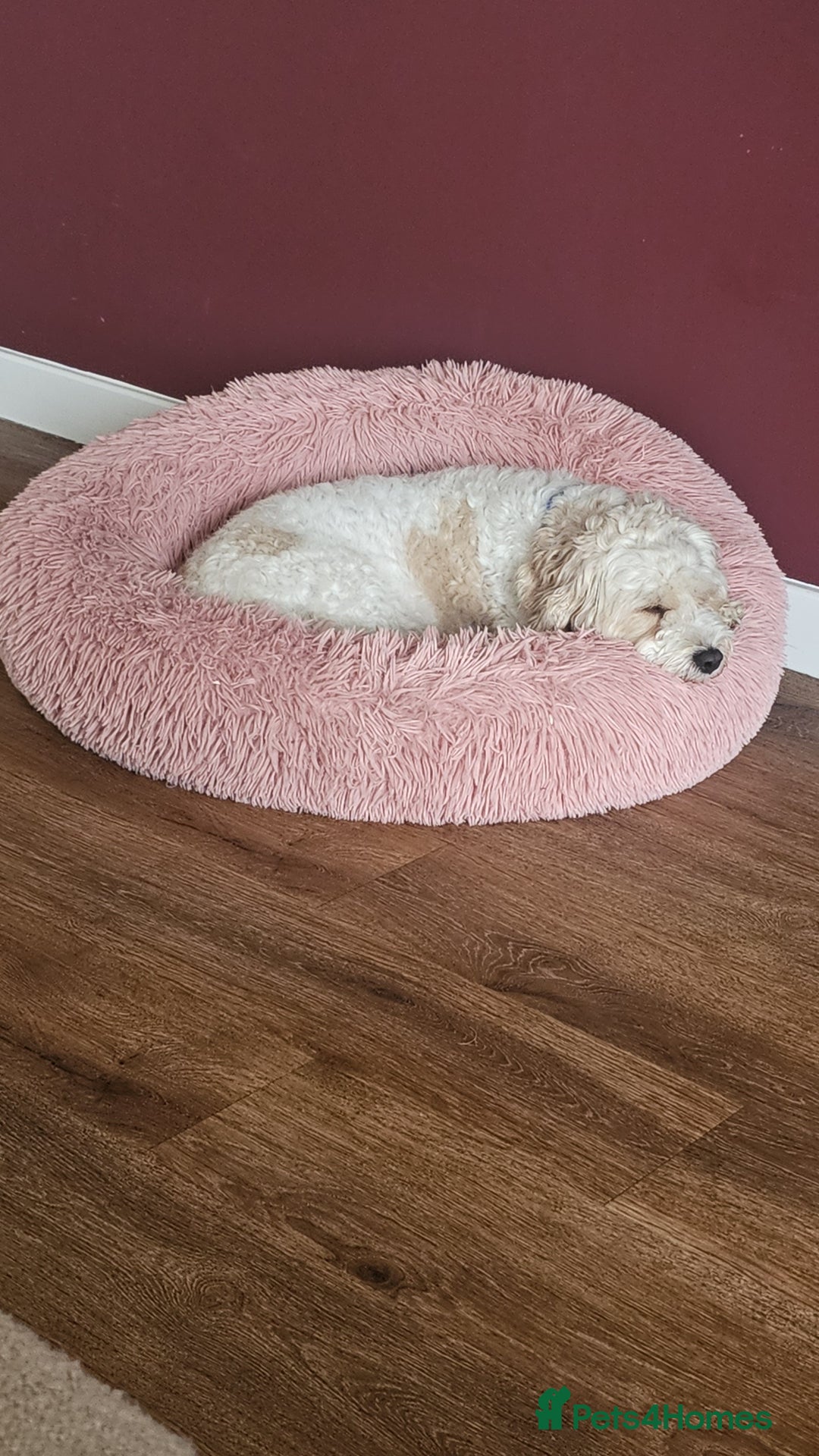 Cavachon dogs for sale: 3 year old Cavachon  - Image 3