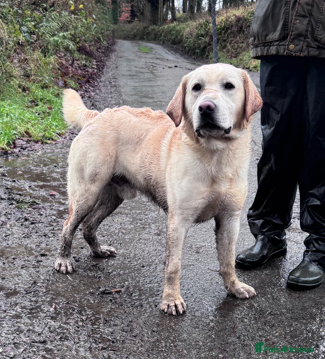 Labrador Retriever dogs for sale: Quality KC Registered Labrador Retriever Puppies - Advert 12