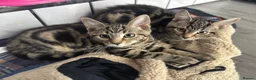 Mixed Breed cats for sale: 2 beautiful tabby kittens  - Advert 4