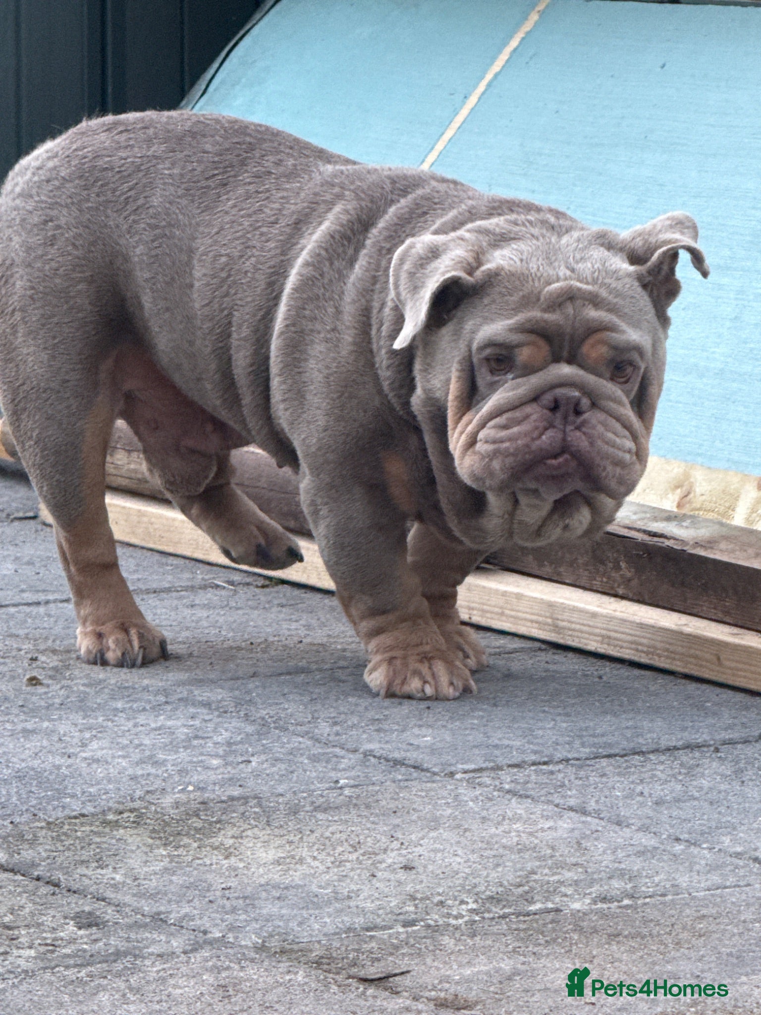 English Bulldog dogs Lilac and tan bulldog - Advert 1