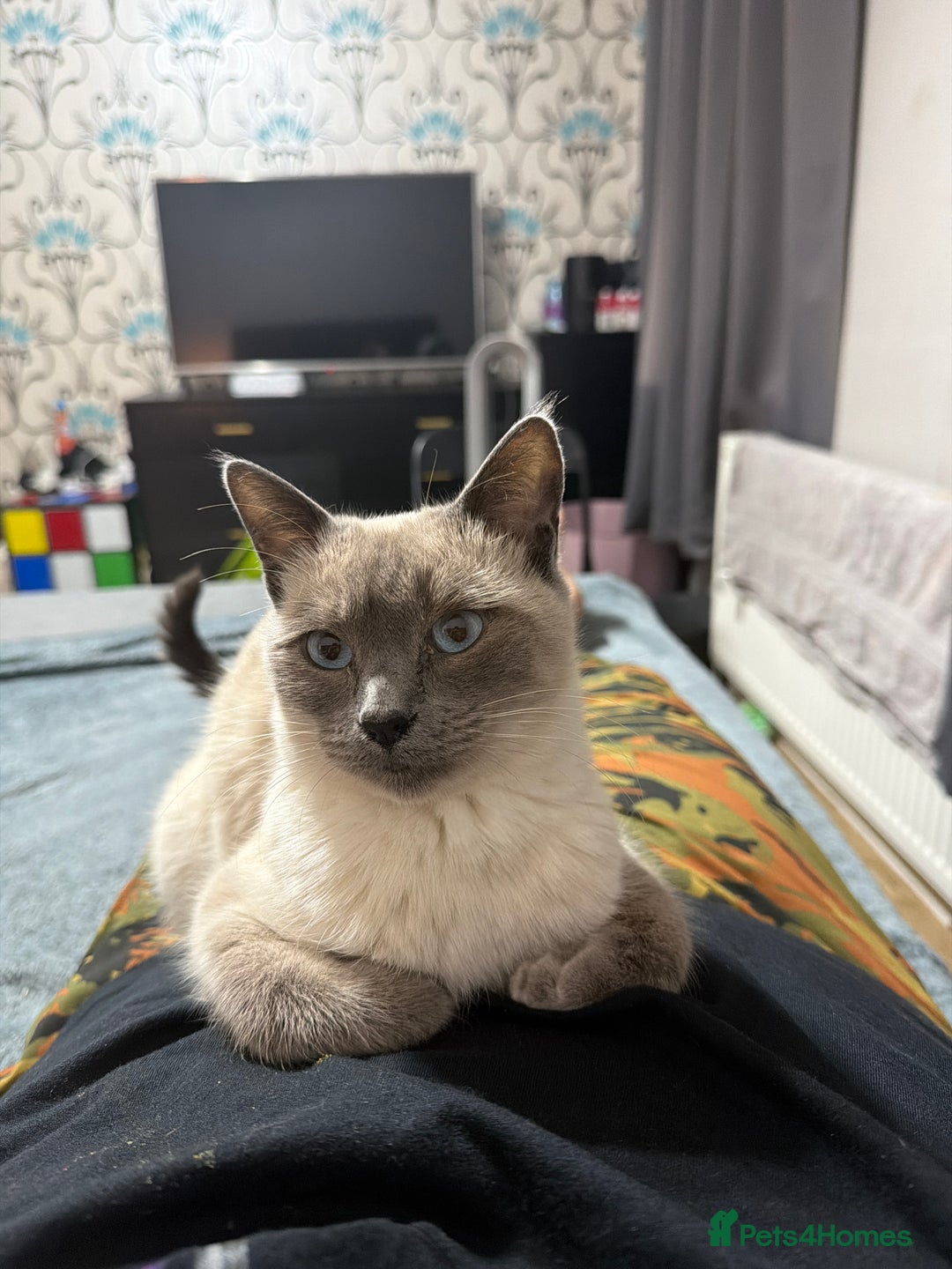 Mixed Breed cats for sale: Savannah X Siamese Kittens - Advert 1