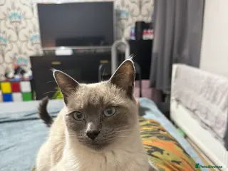 Mixed Breed cats Savannah X Siamese Kittens - Advert 9