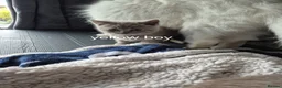 Mixed Breed cats for sale: British Shorthair X Ragdoll kittens  in Altrincham - Advert 10