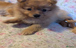 Pomeranian dogs for sale: 2 LEFT!! Purebred Cute fluffy Pomeranian Puppies! - Image 31