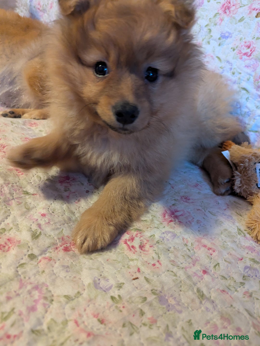 Pomeranian dogs for sale: 2 LEFT!! Purebred Cute fluffy Pomeranian Puppies! - Image 31