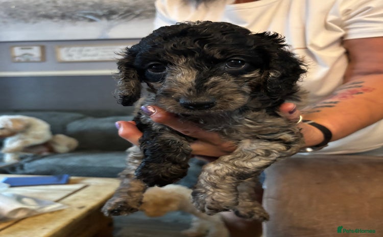 Cockapoo dogs - Advert 6