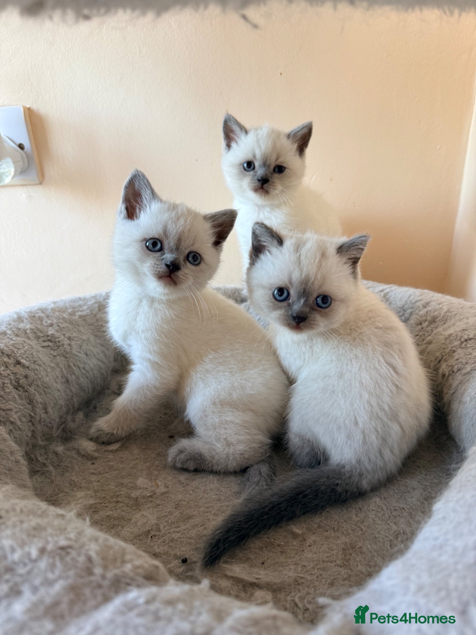 British Shorthair cats Beautiful Colour point British Shorthair Kittens - Advert 10
