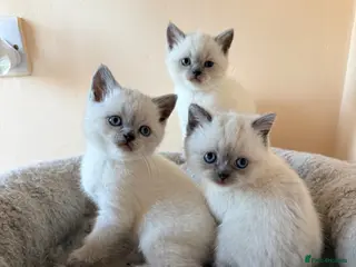 British Shorthair cats Beautiful Colour point British Shorthair Kittens - Advert 10