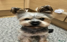 Yorkshire Terrier dogs for stud: Ready for stud - Image 2