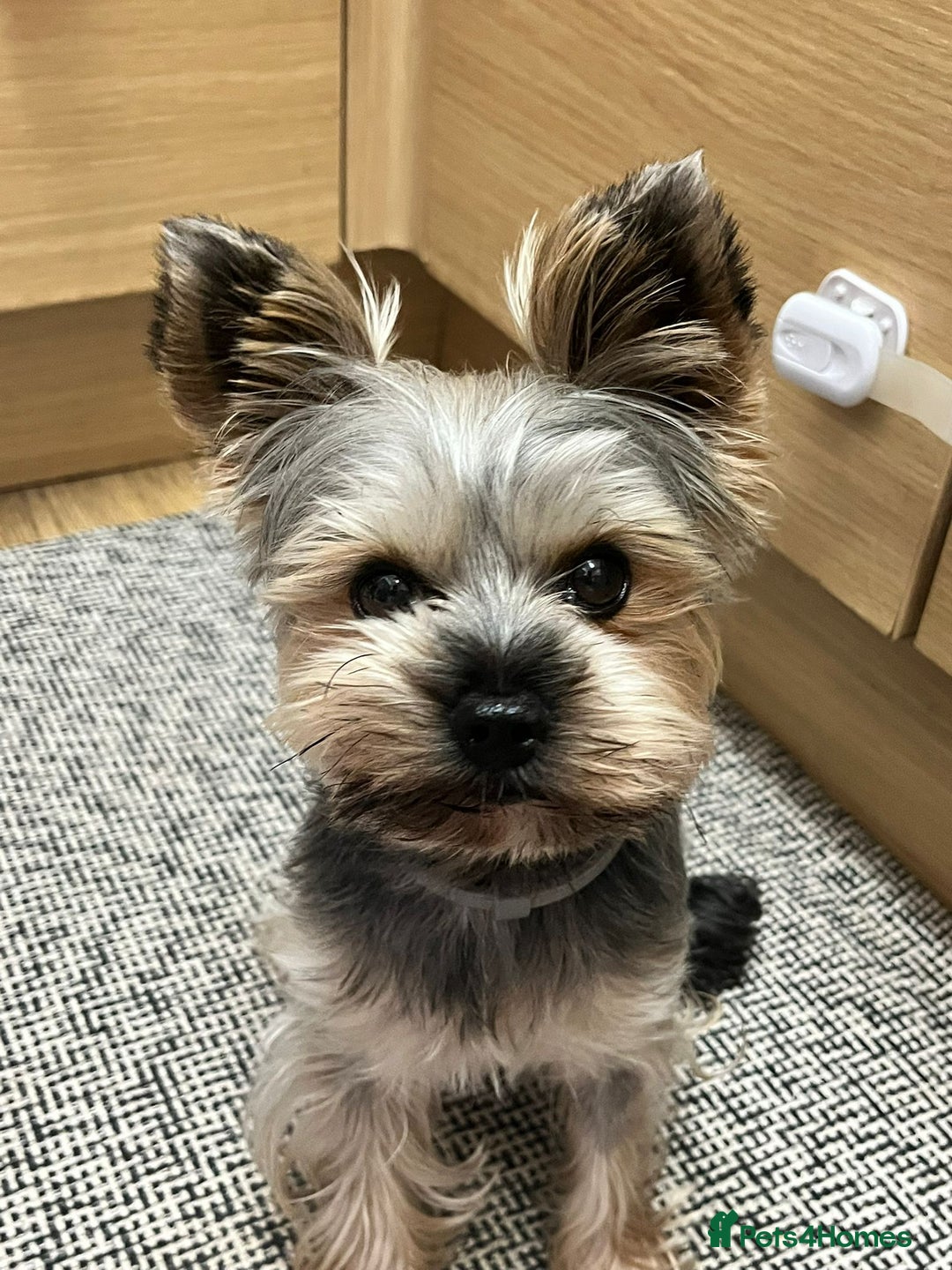 Yorkshire Terrier dogs for stud: Ready for stud - Image 2