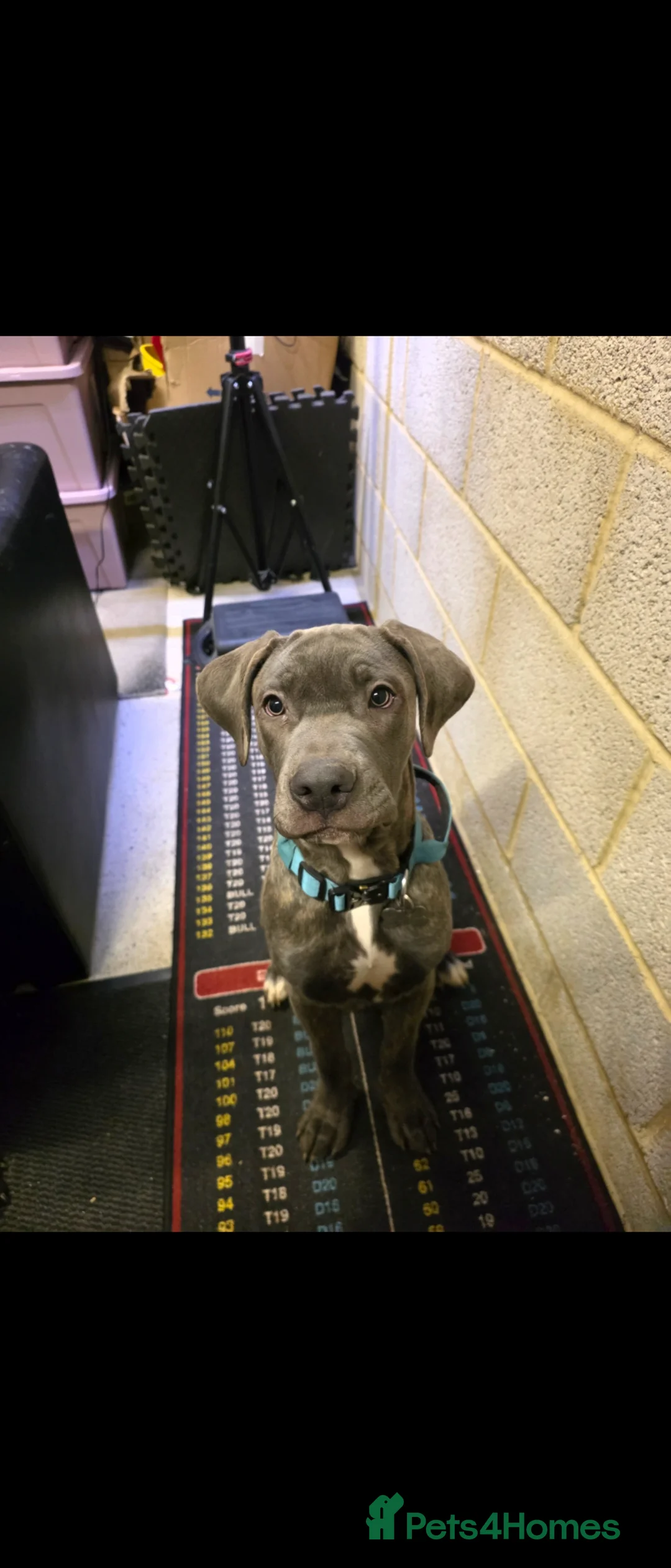 Cane Corso dogs for sale: 8 month MALE cane corso  - Advert 9