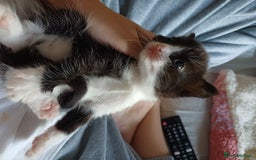 Domestic Shorthair cats for sale: Female tux kitten. - Image 4