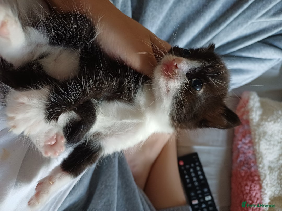 Domestic Shorthair cats for sale: Female tux kitten. - Image 4
