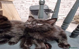 Mixed Breed cats for sale: Ready to leave now  - Advert 4