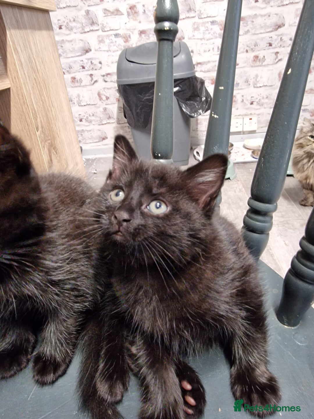 Mixed Breed cats for sale: Ready to leave now  - Advert 4