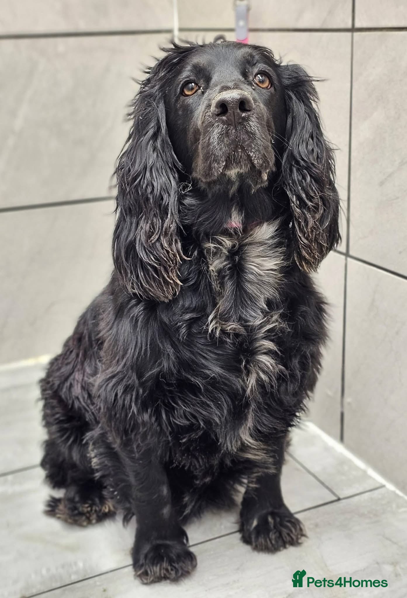 Mixed Breed dogs 5-Month-Old Cocker Spaniel × Border Collie Puppy - Advert 4