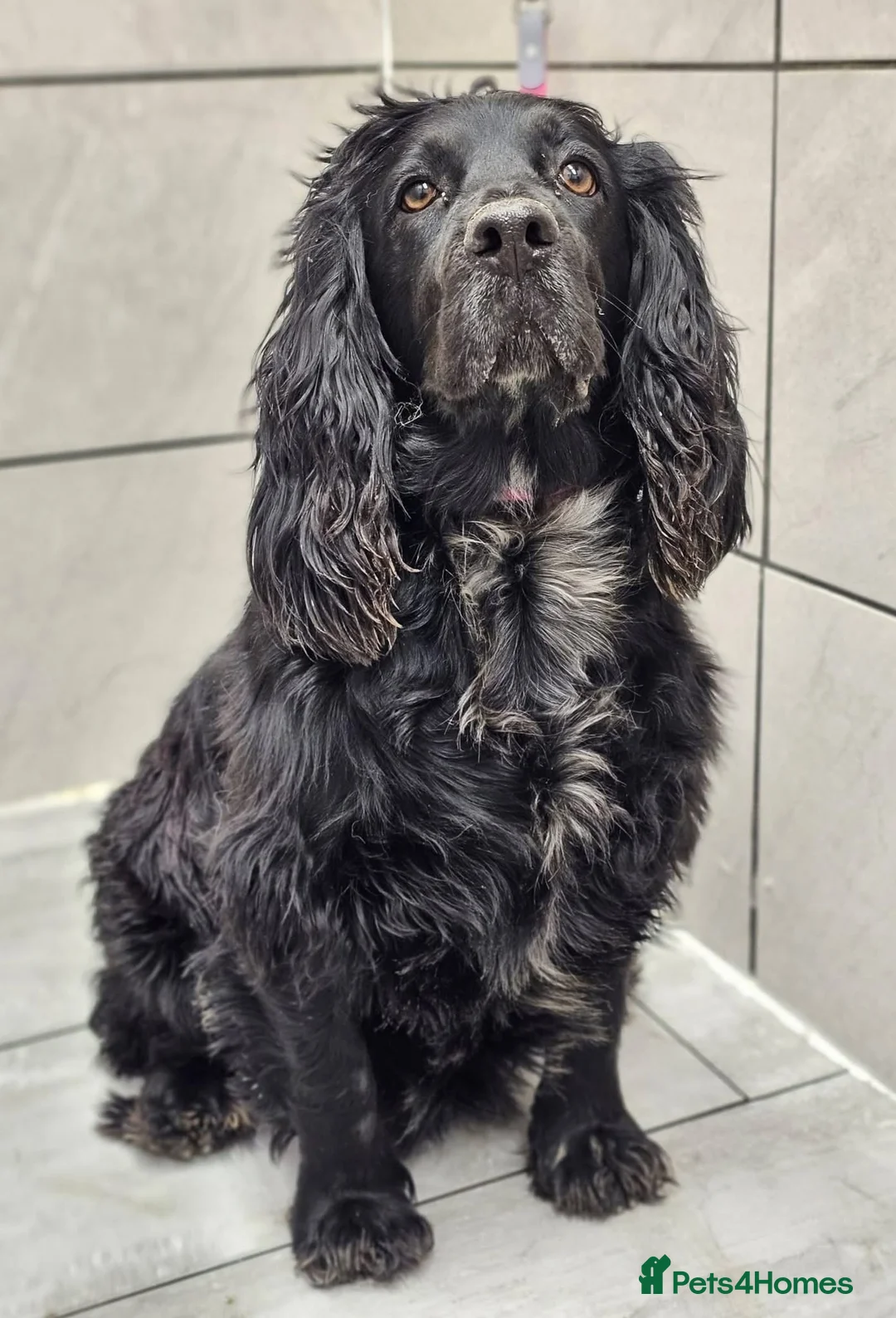 Mixed Breed dogs for sale: 5-Month-Old Cocker Spaniel × Border Collie Puppy - Advert 1