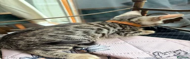 Bengal 2