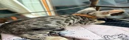 Bengal cats for sale: Quality kittens Bengal for sale in Harrow - Advert 10
