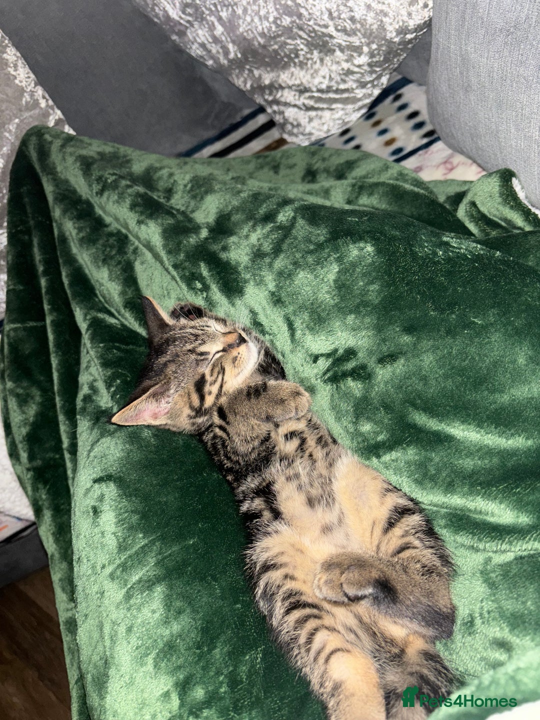 American Shorthair cats for sale: Tabby Kitten  - Image 14