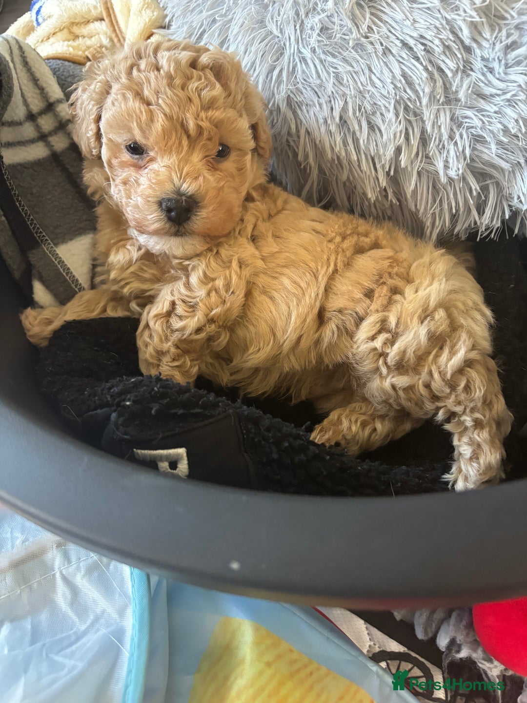 Teddy Bear Maltese Poodle Cross For Sale Teddy Bear Toy Poodle