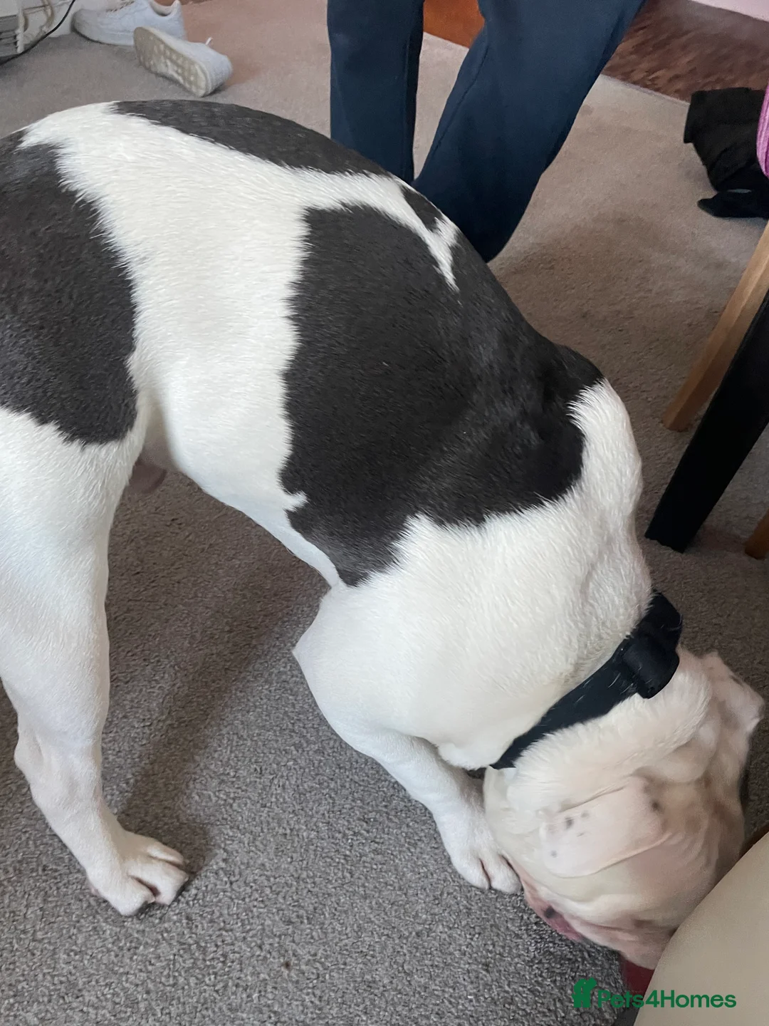 English Bulldog dogs for sale: Rocky - Advert 3