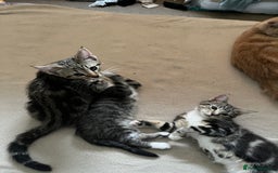 Maine Coon cats for sale: Adorable Kittens - Image 13