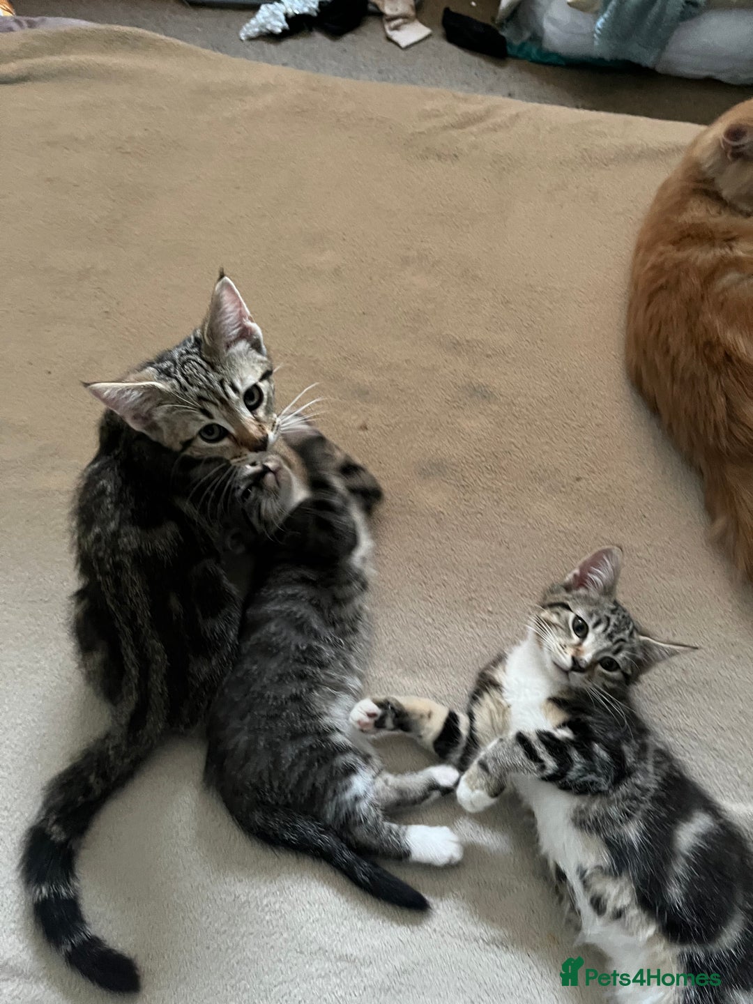 Maine Coon cats for sale: Adorable Kittens - Image 13