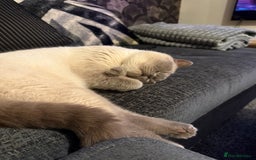 British Shorthair cats for sale: 2 years old for rehoming - Image 4
