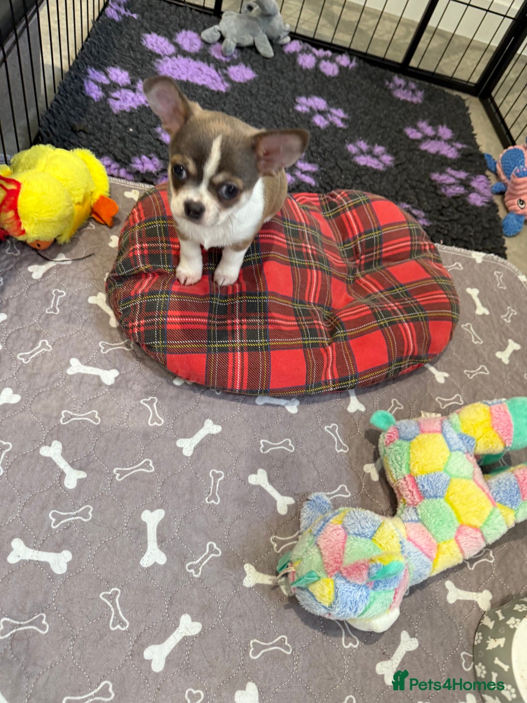Chihuahua dogs for sale: Stunning chihuahua litter  - Image 3