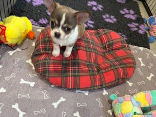 Chihuahua dogs - Advert 13