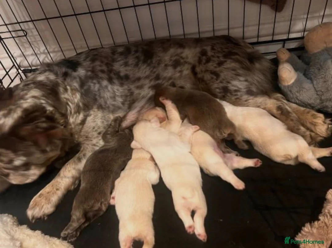 French Bulldog dogs for sale: Fluffy frenchie  in Redditch - Advert 6