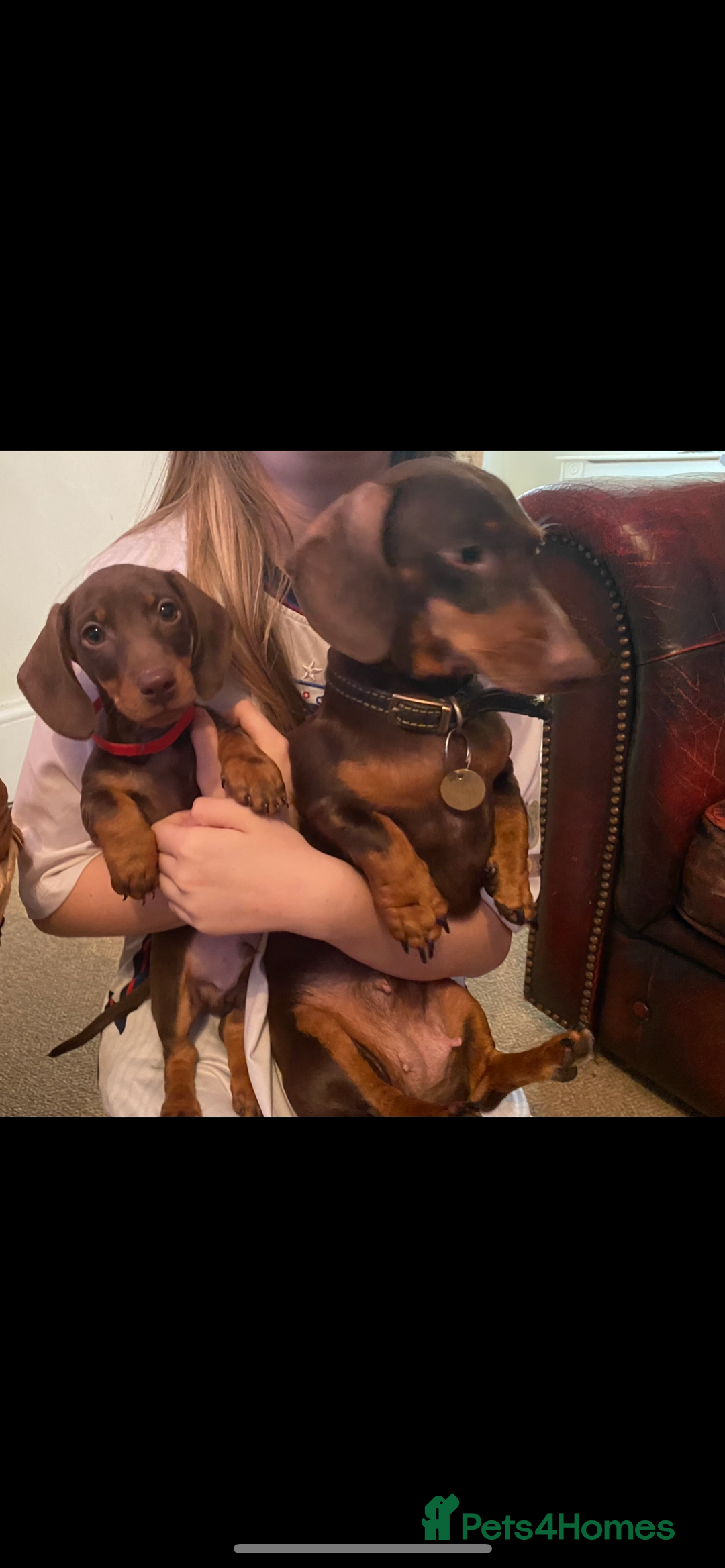 Miniature Dachshund dogs for sale: 3 Chocolate and Tan Kc Parents - Image 6
