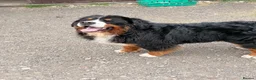 Bernese Mountain Dog dogs for stud: Outstanding Bernese mountain dog STUD in Chesterfield - Advert 3