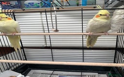 Cockatiels birds for sale: Birds Cockatiel  - Image 2
