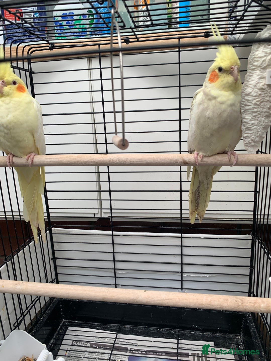 Cockatiels birds for sale: Birds Cockatiel  - Image 2