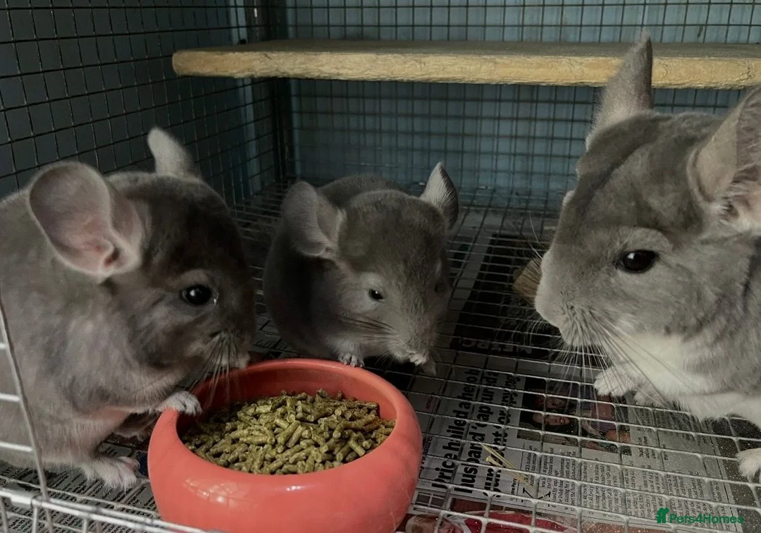 Chinchilla rodents for sale: Male and female violet wrap and grey chinchillas - Advert 6