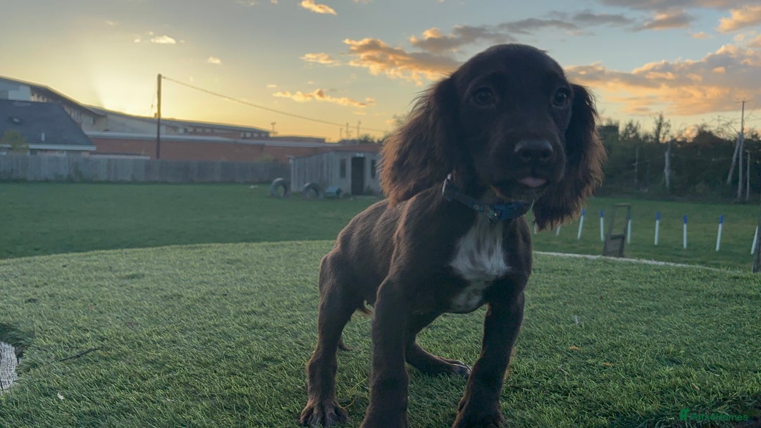 Cocker Spaniel dogs for sale: Two cocker spaniels - Advert 13