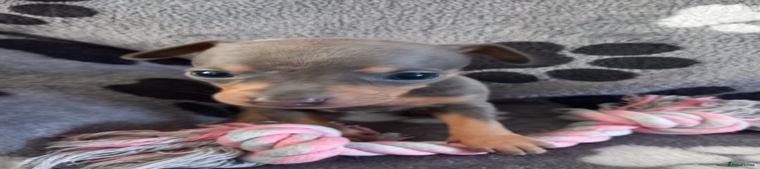 Miniature Pinscher Puppy 2