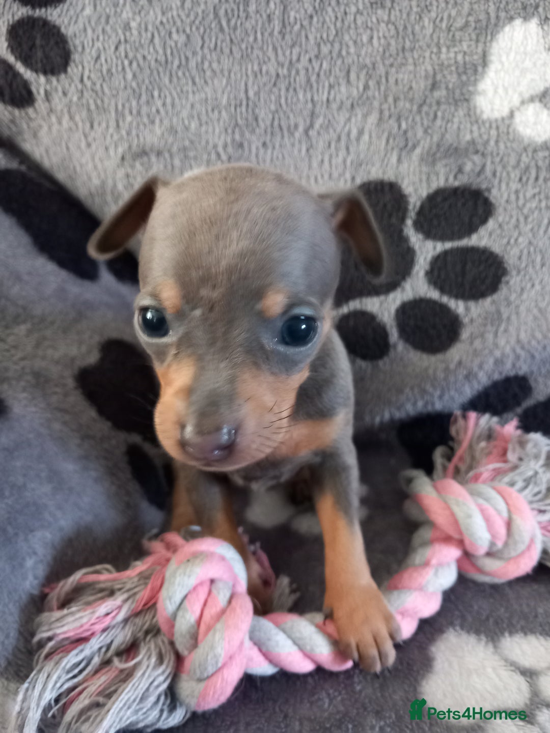 Miniature Pinscher dogs for sale: KC Reg Miniature Pinschers - Image 8