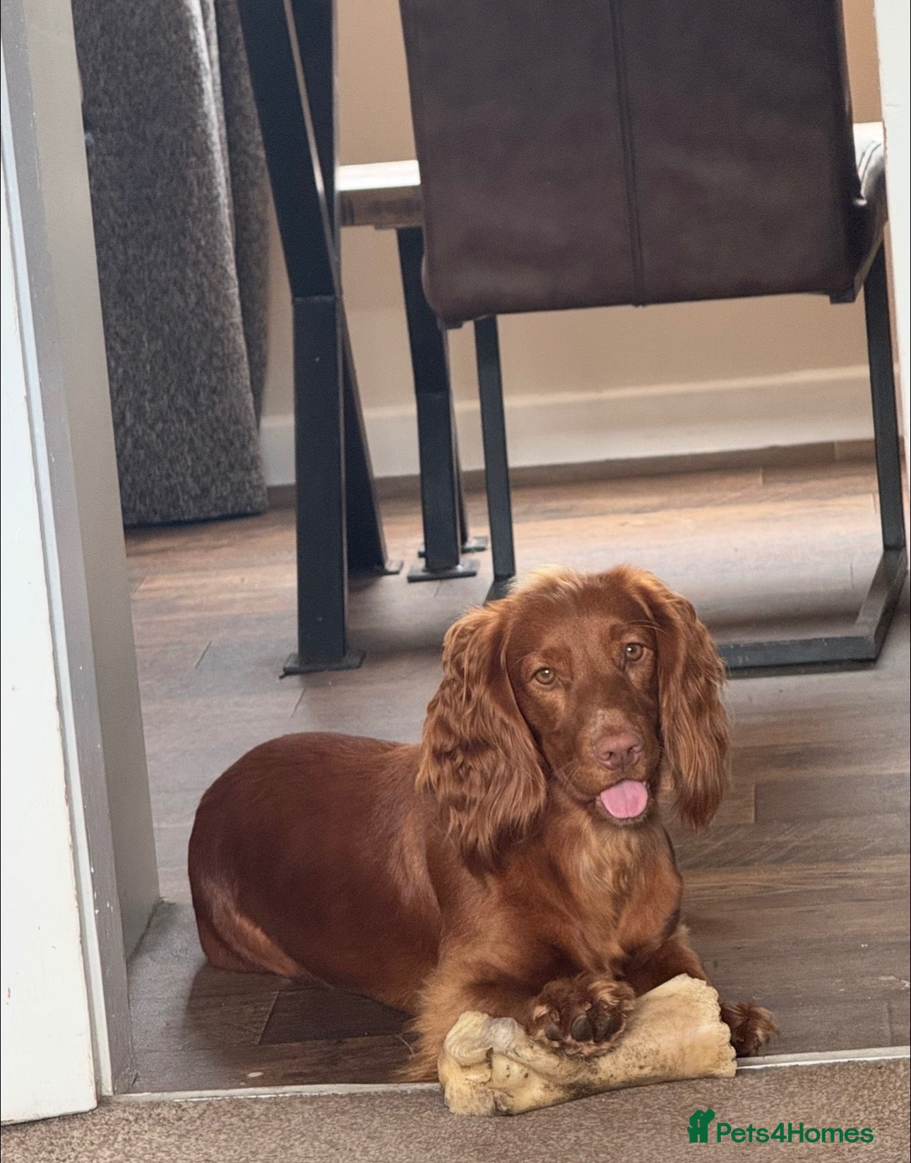 Cocker Spaniel dogs Cocker spaniel female 1 year old  - Advert 1