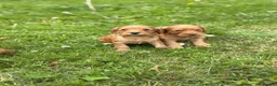 Cockapoo dogs for sale: Red cockerpoo Puppies - Advert 1