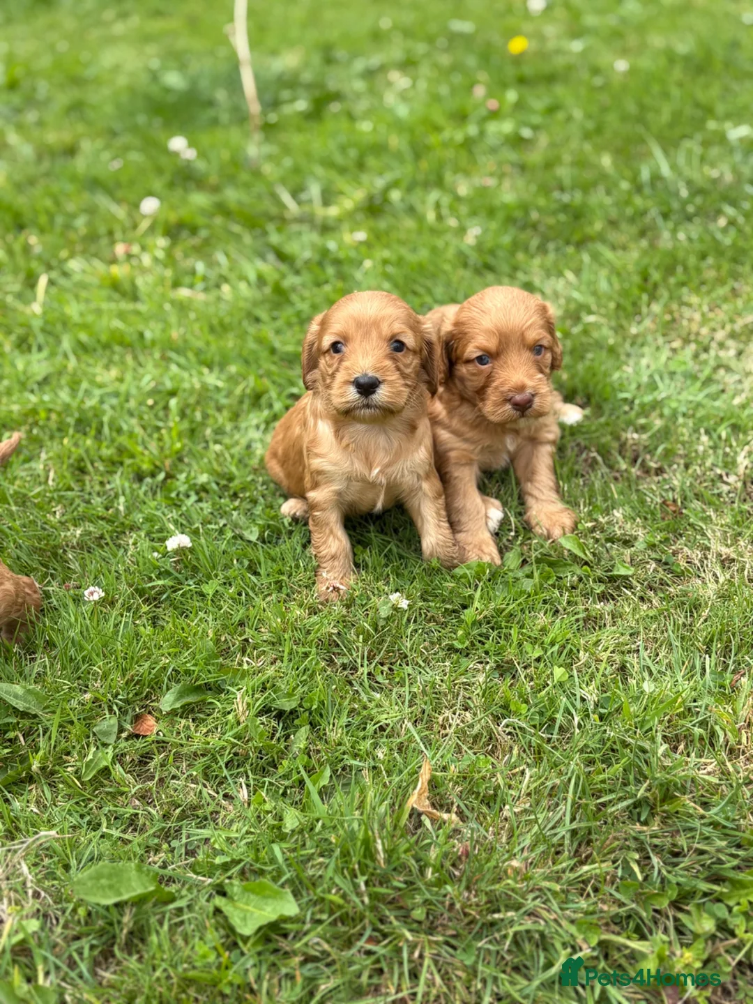 Cockapoo dogs for sale: Red cockerpoo Puppies - Advert 1