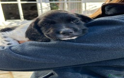 English Springer Spaniel dogs for sale: KC Reg English Springer Spaniel puppies - Image 19