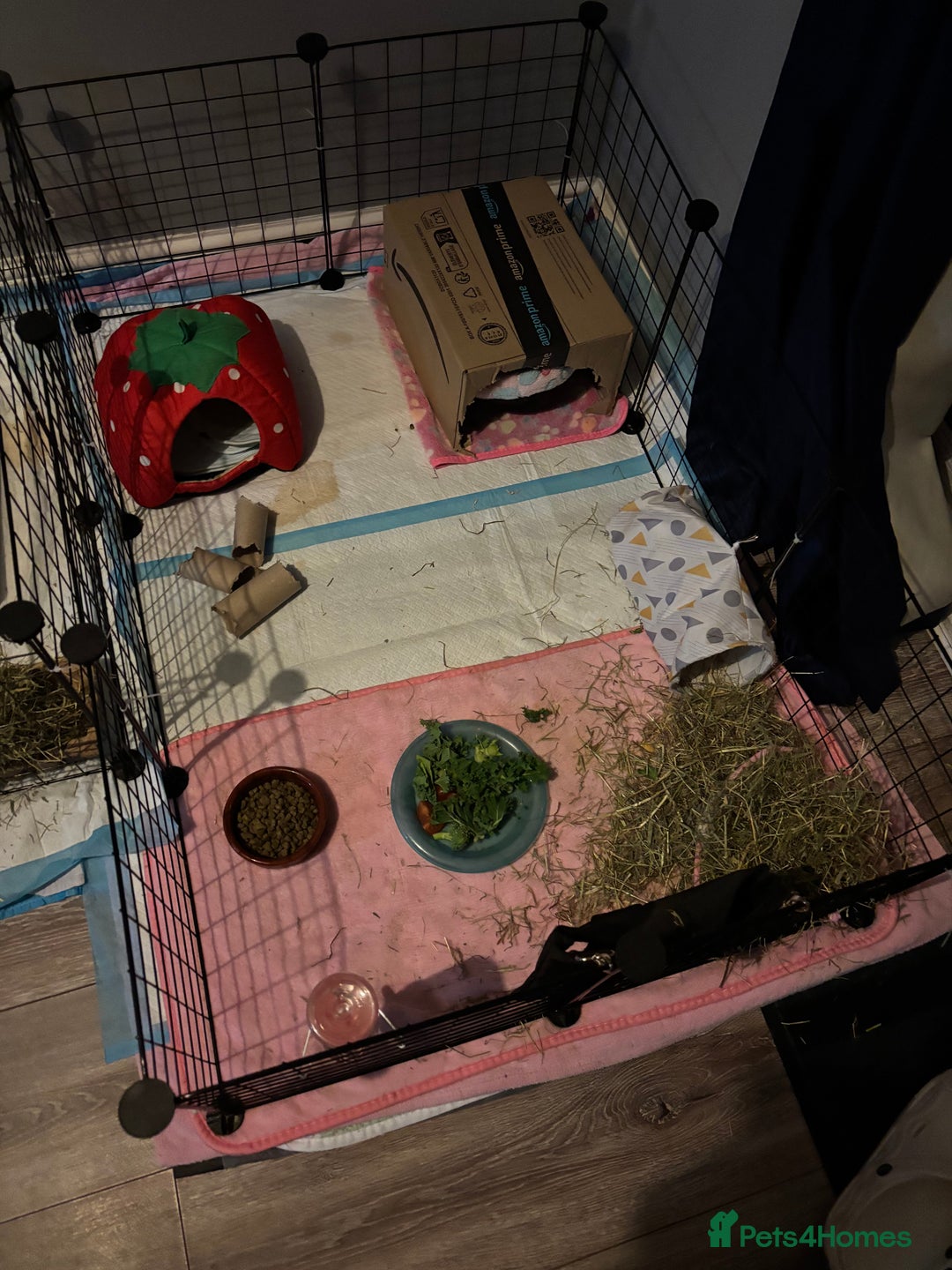 Guinea Pig rodents for sale: Alfie - Male Guinea Pig - Advert 5