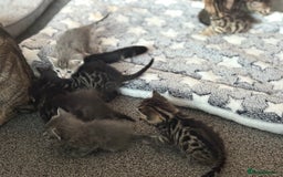 Bengal cats for sale: Russian Blue Bengal Kittens - Image 33
