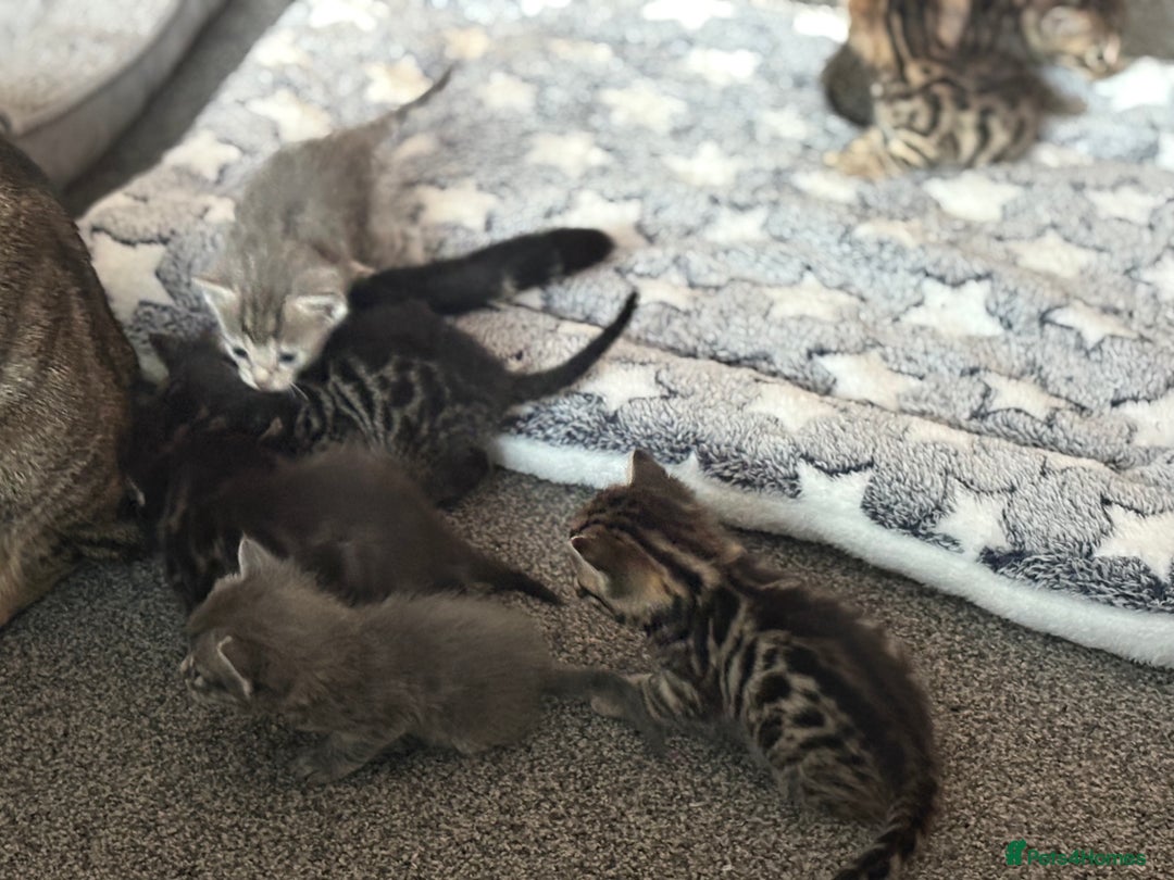 Bengal cats for sale: Russian Blue Bengal Kittens - Image 33