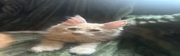 Maine Coon cats for sale: 🧡 Two Male Maine Coon Babies🧡 - Advert 5