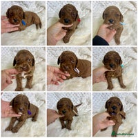 Goldendoodle dogs multigenerational Australian Golden doubledoodles - Advert 15