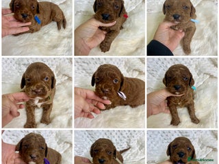 Goldendoodle dogs - Advert 4